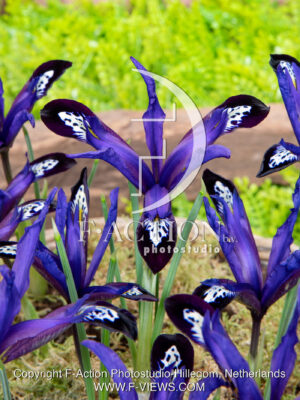 reticulata Blue Note