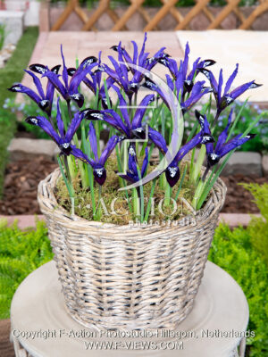 reticulata Blue Note