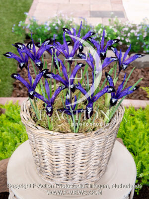 reticulata Blue Note