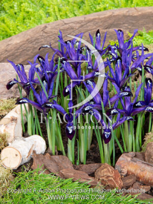 reticulata Blue Note