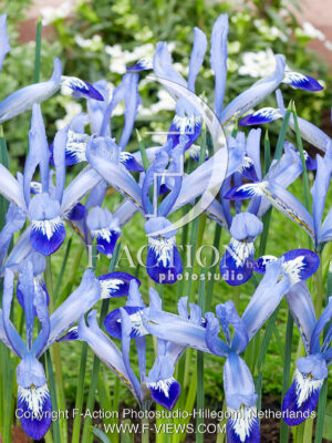 reticulata Clairette