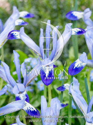 reticulata Clairette
