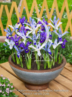 reticulata Mixed