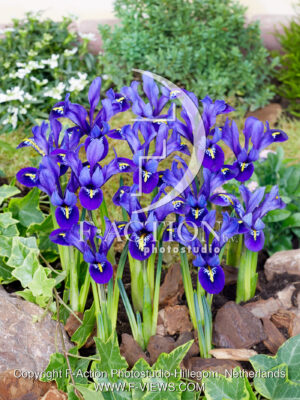 reticulata Pixie