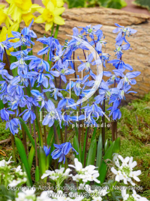 Spring Beauty