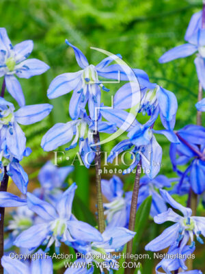 Spring Beauty
