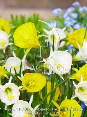 Golden Bells and White Petticoat