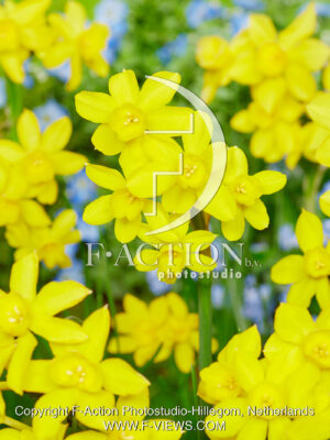 Twinkling Yellow