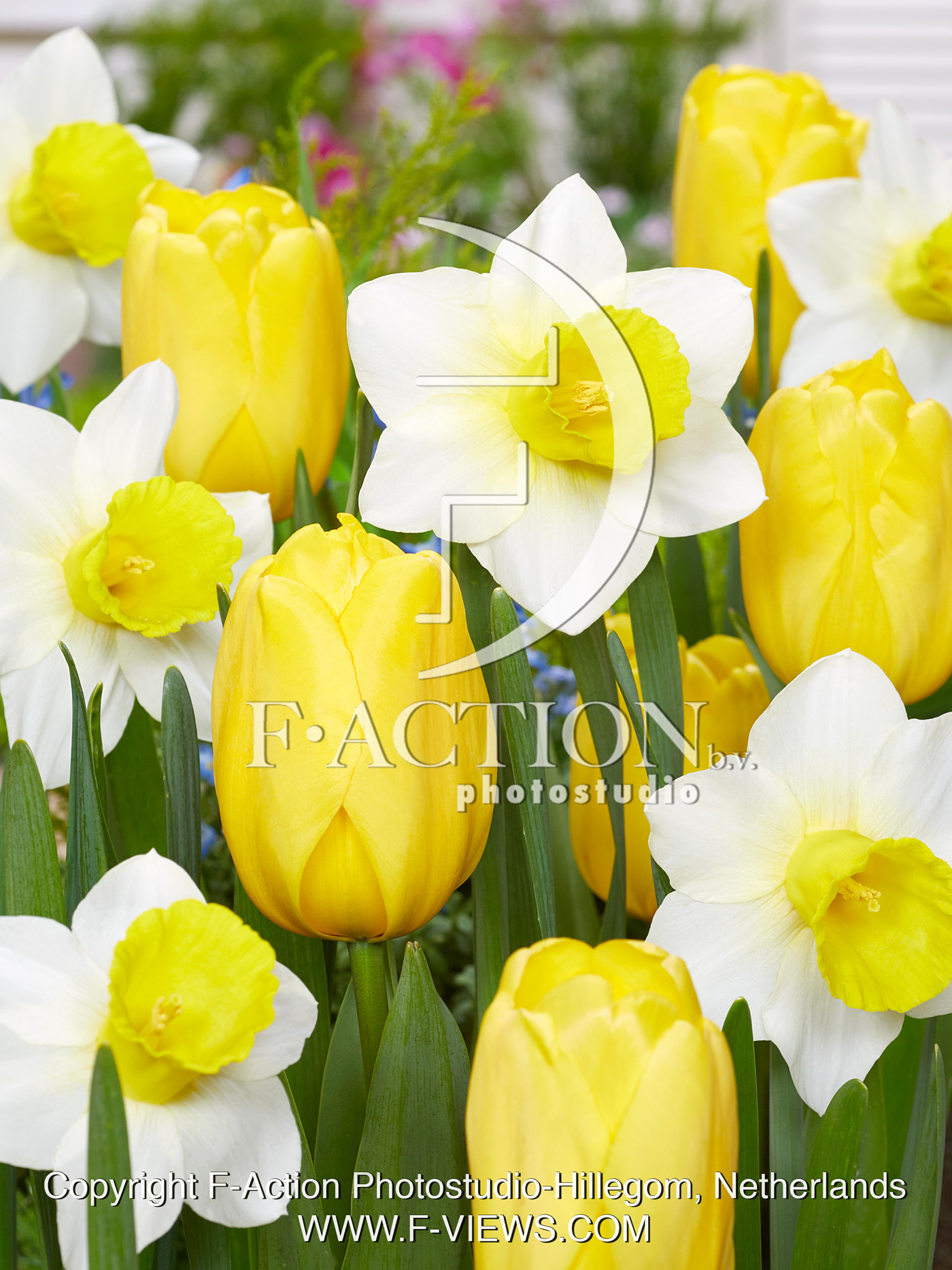 Bravoure and Tulipa Parade Gold
