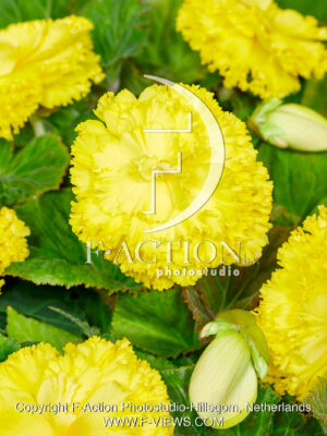 Fimbriata Geel