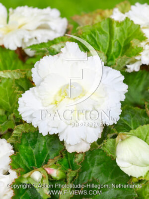 Fimbriata White
