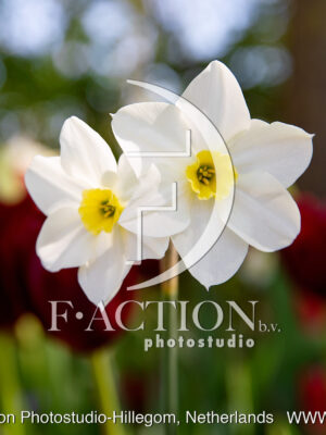 Multiflower white