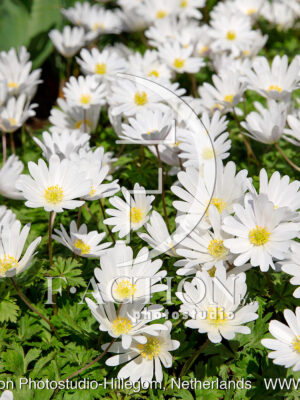 blanda White Splendour