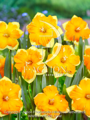Outright Orange