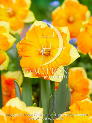 Outright Orange