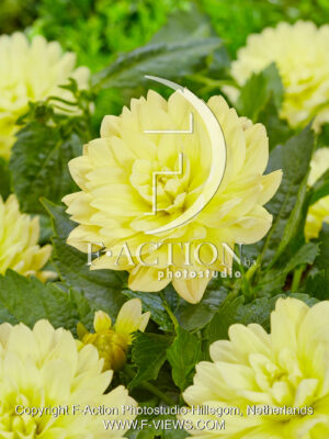 Berliner Lemon