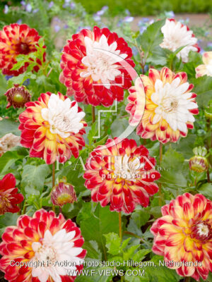 Sturm double flowered