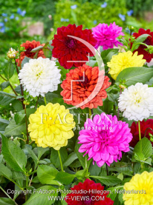 Decorative Mixed