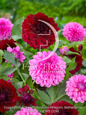 Decorative Mixed