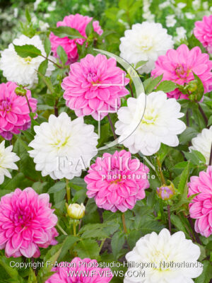 Onesta Pink and White
