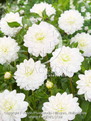 Onesta White