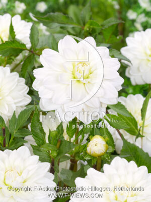 Onesta White