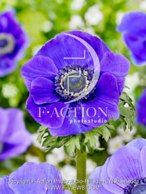 coronaria Mr Fokker