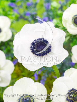 coronaria Bride
