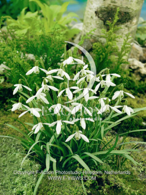 Navalis