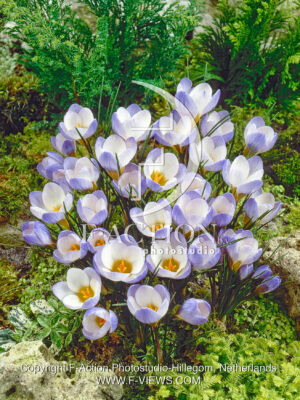 Chrysanthus Blue Pearl