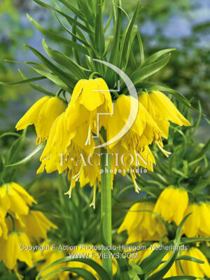 Lutea Maxima