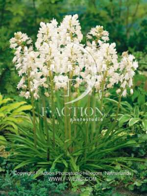 hispanica White