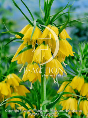 Lutea Maxima