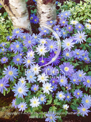 blanda Blue Shades mixed