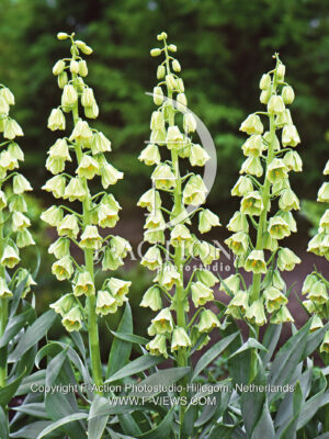 Ivory Bells