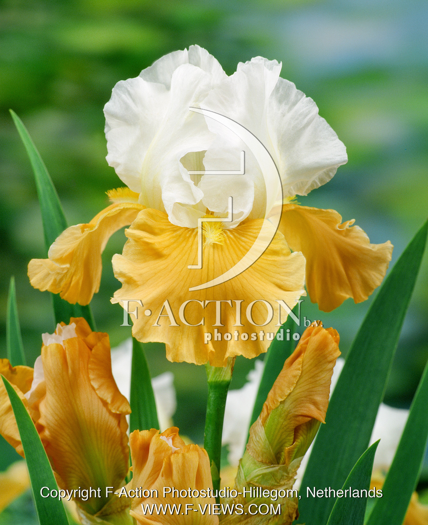 germanica Apricot Frosty