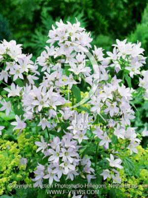 lactiflora 'Prichard's Variety'