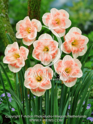 Pink Wonder