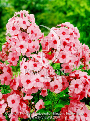 paniculata Annabelle
