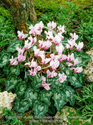 hederifolium