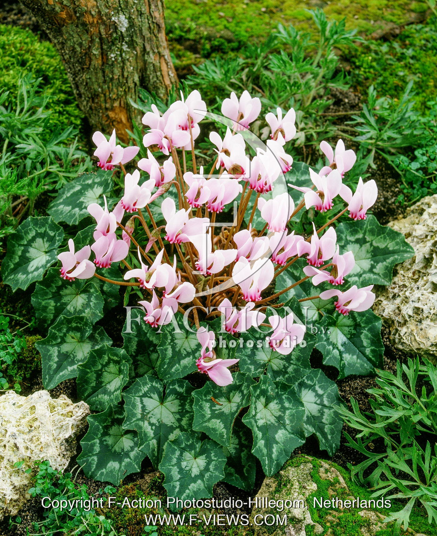 hederifolium