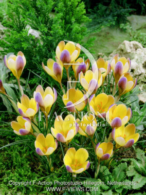 chrysanthus Advance