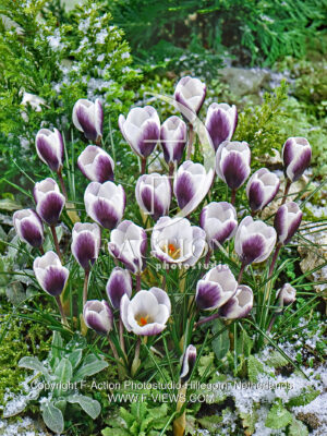 chrysanthus Prins Claus