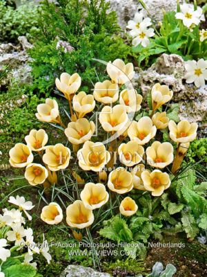 chrysanthus Cream Beauty