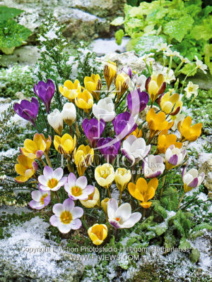 botanical Mixed