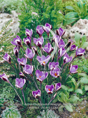 minimus Spring Beauty