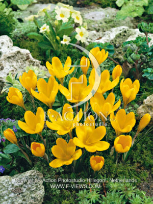 flavus Golden Yellow