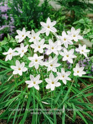 uniflorum 'White Star'