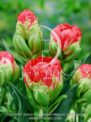 Pop Up Red