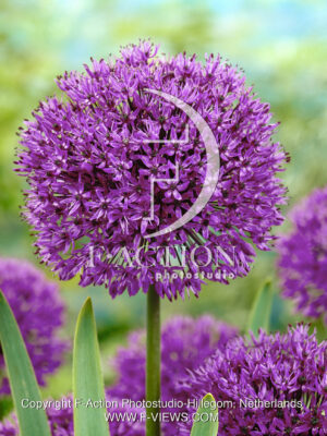 Purple Sensation